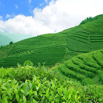 浮***茶