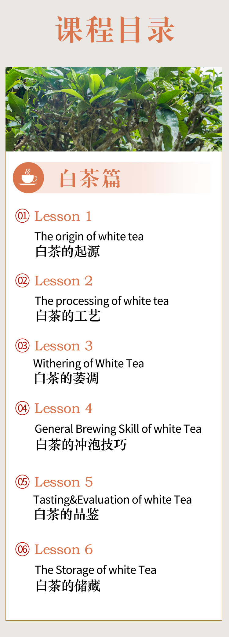 葡言茶语-白茶_05